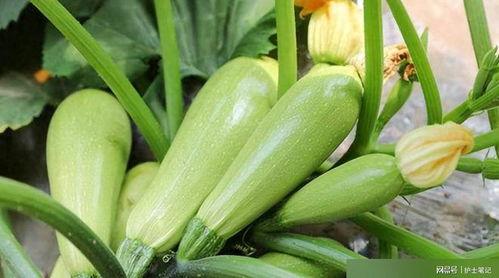吃葫芦瓜觉得苦,葫芦瓜的苦涩滋味与独特魅力