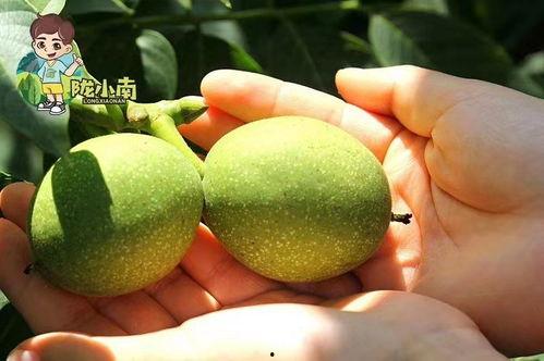 成县吃大瓜,大瓜的诱惑与魅力