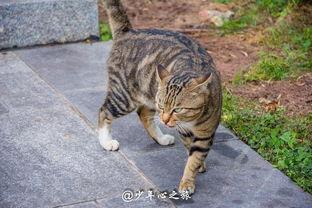 猫猫吃老瓜,老瓜的诱惑之旅