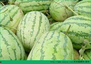 早上吃瓜中午吃瓜,从早到午的甜蜜时光