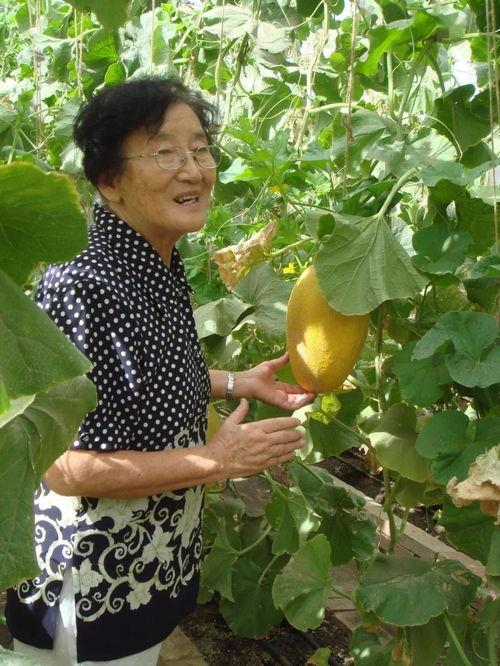 新疆人的吃瓜,品味丝路风情中的甜蜜诱惑