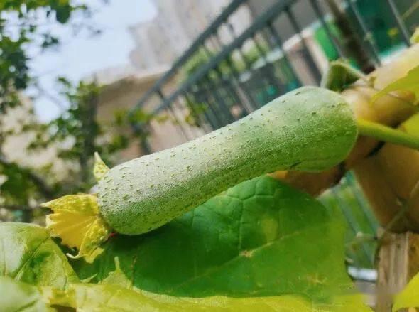 病瓜可以吃吗,揭秘病瓜的安全性