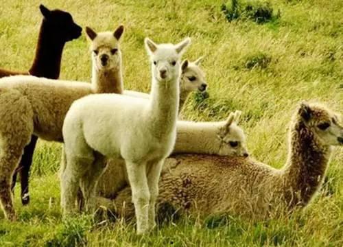 小瓜能给羊吃吗怎么吃,营养搭配与食用方法揭秘