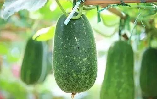 劲爆吃瓜文章,揭秘娱乐圈最新猛料，真相令人震惊！