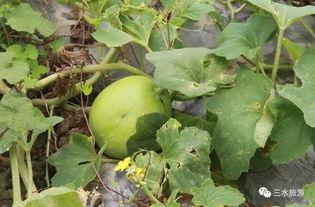 苏农吃瓜,揭秘农村生活新风尚