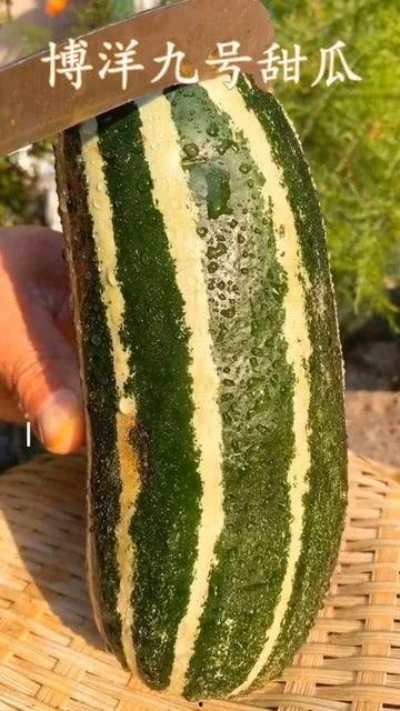 瓜熟了可以吃吗,美味尽享——揭秘成熟瓜果的食用之道