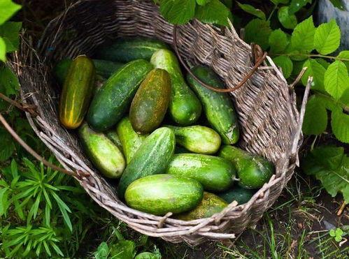 荣成王芳吃瓜,揭秘吃瓜群众的美食之旅