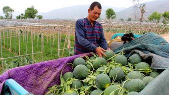吃瓜群众农民,揭秘田间地头的趣味故事
