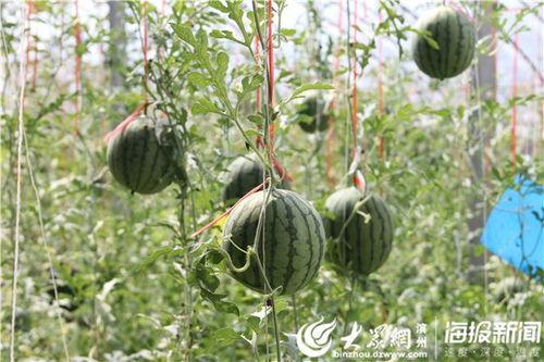 椒江吃瓜事件视频最新,视频揭露惊人真相，网友热议不断