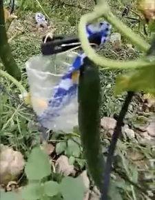 椒江吃瓜事件视频最新,视频揭露惊人真相，网友热议不断