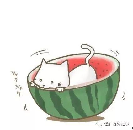 吃瓜头像圆形,趣味横生的视觉盛宴