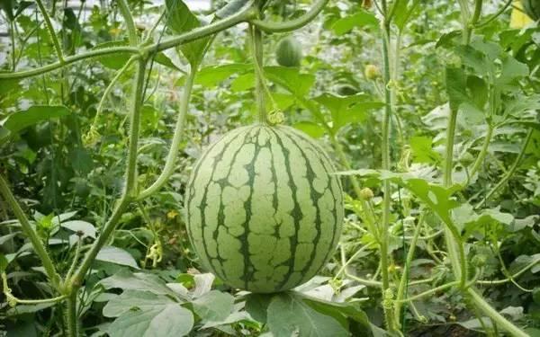 重庆情侣吃瓜事件,一场网络热议背后的真相揭秘