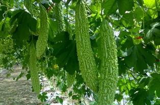 南通第一深情吃瓜,一场关于美食与情感的独特体验