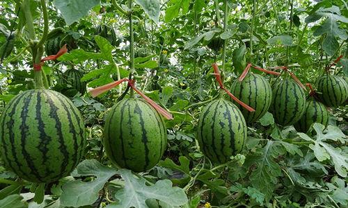 夏邑最近的吃瓜,最新“吃瓜”事件，揭秘背后真相！