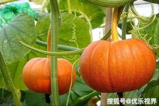 甘肃兰瓜怎么吃,解锁美味新体验