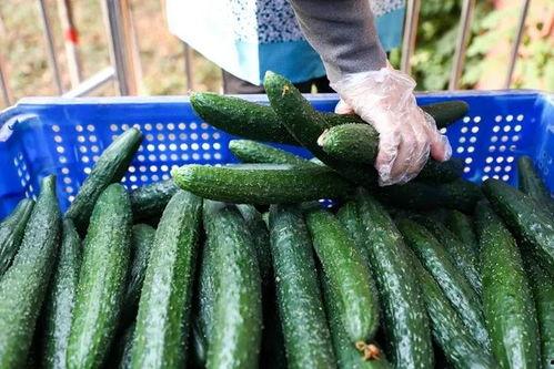 普宁高中吃瓜,揭秘校园里的热点话题