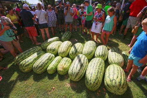 地里吃瓜体验分享,一场别开生面的吃瓜之旅