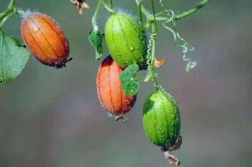 野外王瓜可以吃吗