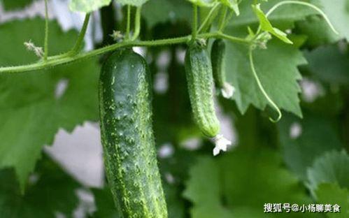 野外王瓜可以吃吗