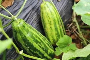 吃瓜中 啥意思,网络热词背后的社会现象