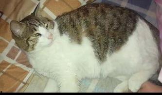 吃大瓜猫咪,趣味横生的萌宠瞬间