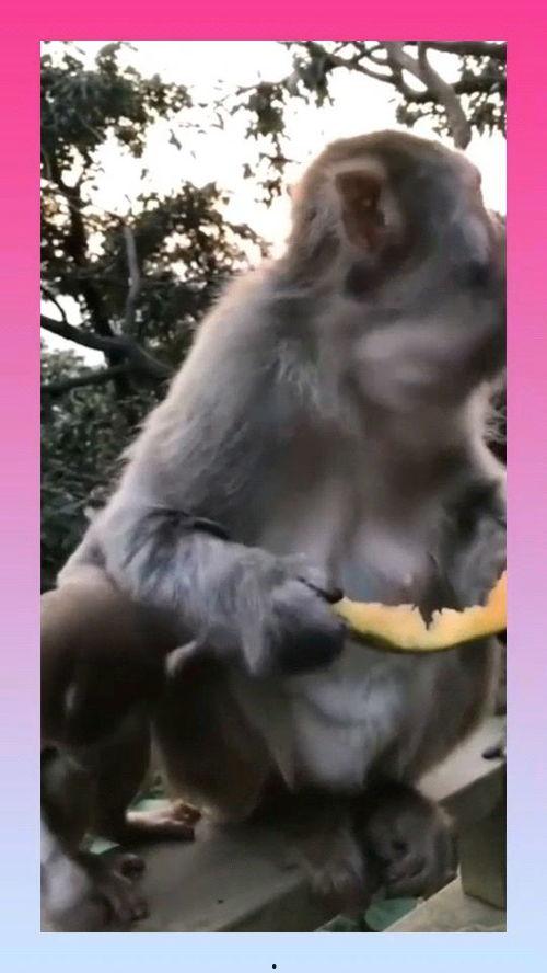 猴子吃瓜散文,猴王瓜园趣事录