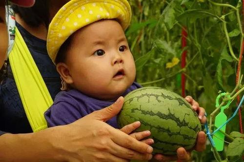 吃瓜共享群,揭秘网络社交圈的趣味与争议