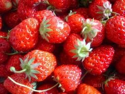 吃瓜的草莓,揭秘吃瓜者的甜蜜诱惑