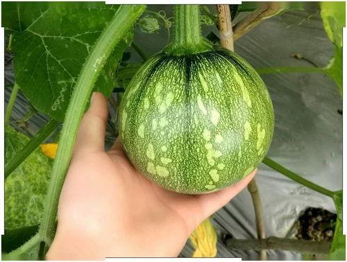 小奇迹吃瓜 第2张 小奇迹吃瓜 第2张