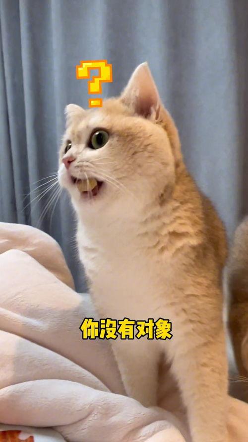 吃瓜猫壁纸  第2张