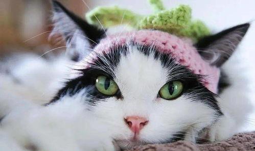 吃瓜猫壁纸  第3张