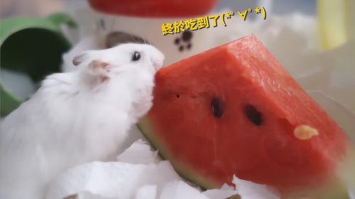 吃瓜的鼠类,揭秘鼠类社交新风尚  第2张