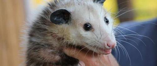 吃瓜的鼠类,揭秘鼠类社交新风尚  第3张