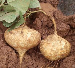 土瓜做吃的,家常美味新主张