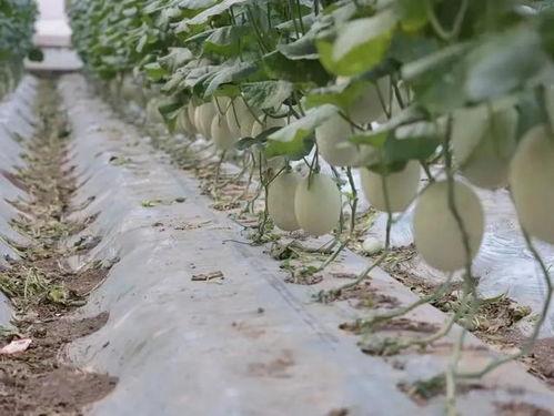 吴村本地吃瓜  第3张