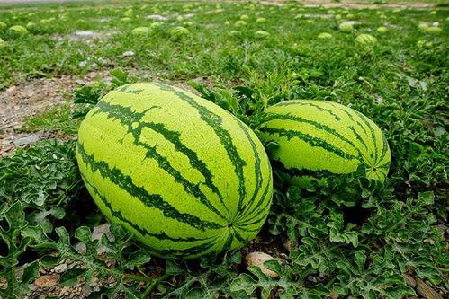 大仑吃瓜视频,揭秘娱乐圈幕后故事  第2张