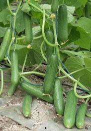 小焦在线吃瓜,揭秘娱乐圈幕后故事  第3张