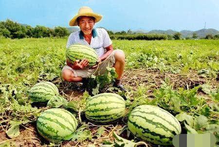 夏洛特路边吃瓜,瓜摊热议，市民生活百态尽收眼底  第2张