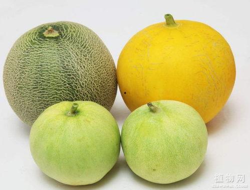 吃瓜嗓子水肿,揭秘常见现象背后的健康隐患