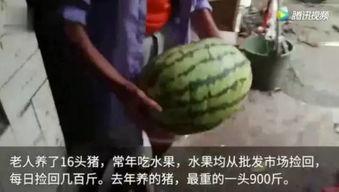 每天吃瓜呀视频,揭秘娱乐圈新鲜事  第3张