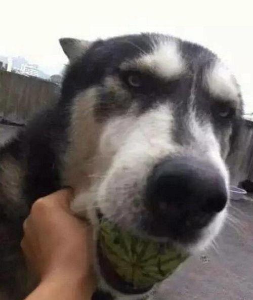 吃瓜狗,揭秘娱乐圈背后的真实故事