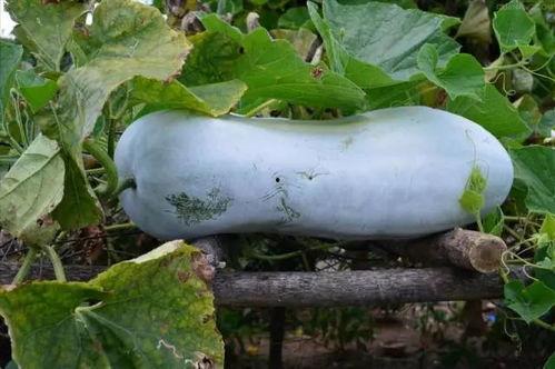 籽瓜幼儿可以吃吗  第3张