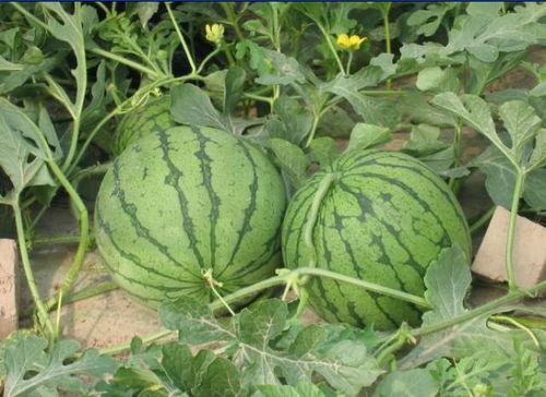 吃瓜连着皮  第2张