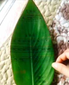 丝芭吃瓜,揭秘娱乐圈的“吃瓜”风云  第3张