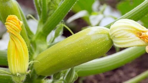 吃白瓜好处,健康生活新选择  第2张