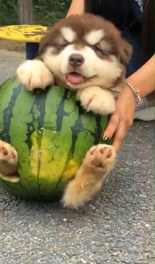 贝贝瓜怎么给狗吃  第2张