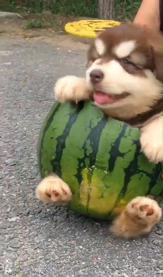 贝贝瓜怎么给狗吃  第3张