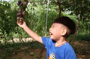 叶宇吃瓜  第2张