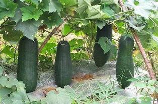 入秋吃瓜什么寓意