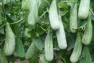 瓜都吃麻了,尽享夏日甜蜜时光——瓜都吃麻了 第2张 瓜都吃麻了,尽享夏日甜蜜时光——瓜都吃麻了 第2张